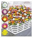 BALDUR Garten Winterharte Eisblumen Wheels of Wonder® Farbmix 5 Pflanzen, Delosperma congesta, winterharte Staude, trockenresistent, mehrjährig, bienenfreundlich, blühend