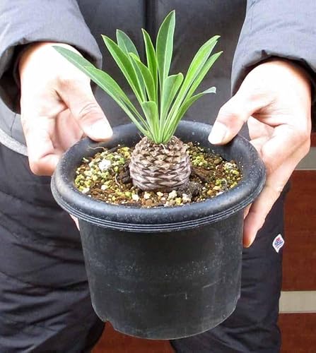 観葉植物 ユーフォルビア 鉄甲丸」の人気商品一覧 | 安い商品を通販