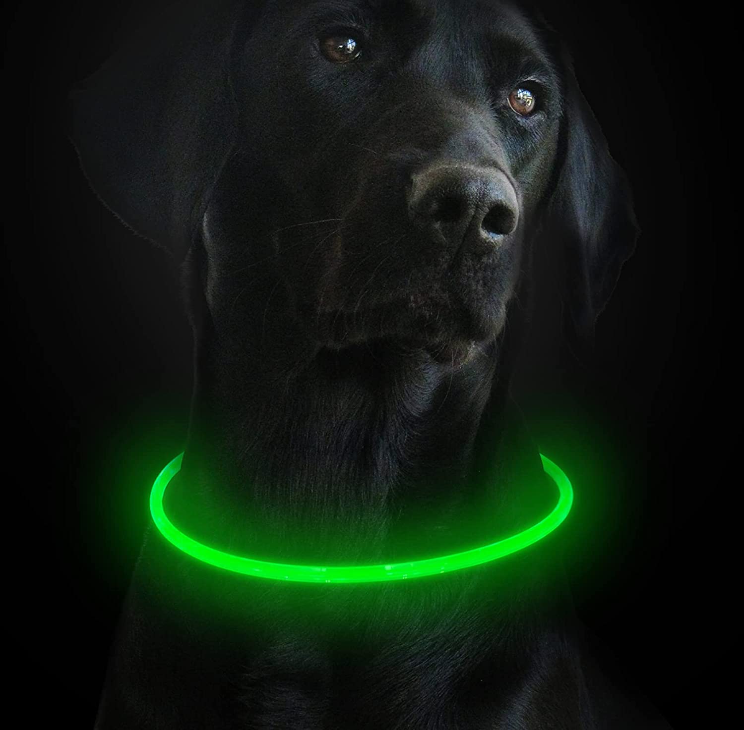 light up dog