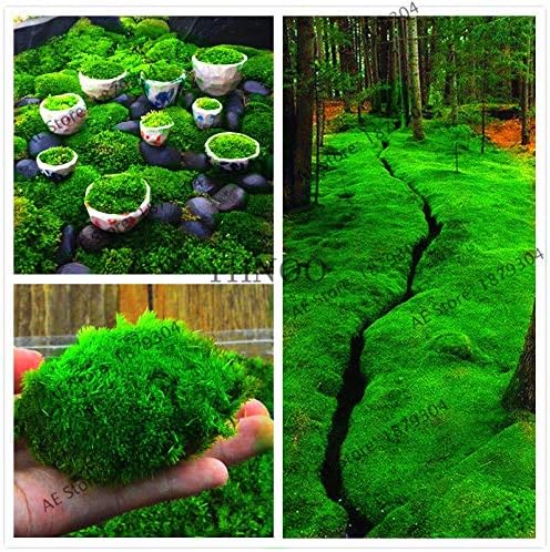 Amazon 100個の緑の苔盆栽の珍しい苔のフロー 鉢植えの装飾 ホームガーデンの植物 かわいい鉢植え アートフレーム ポスター オンライン通販