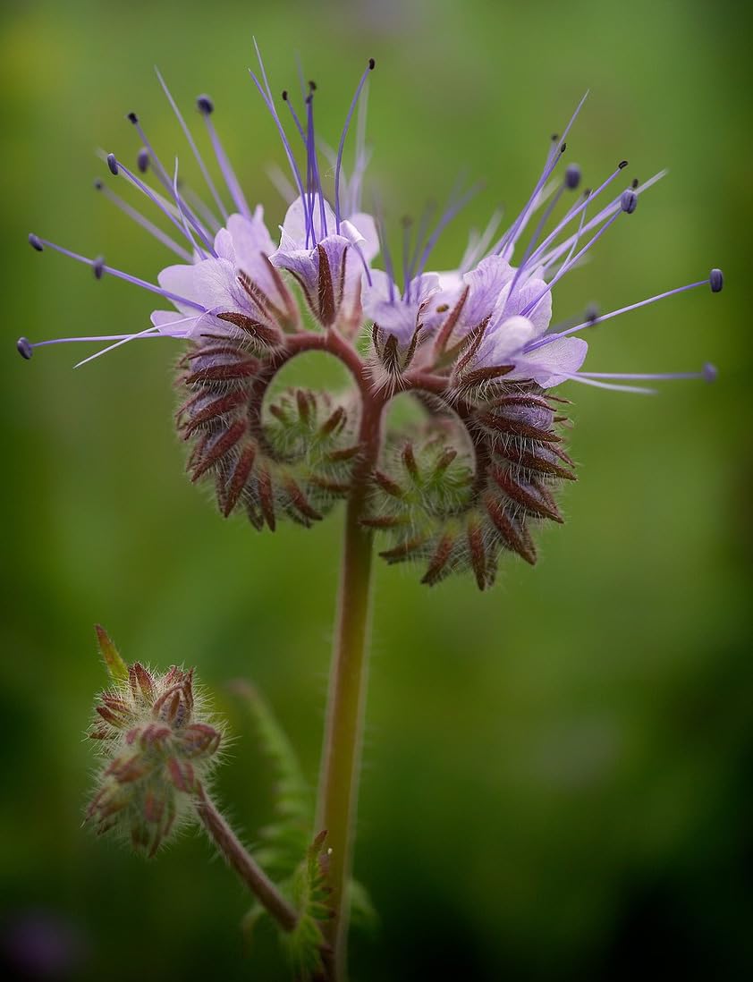 Gründüngung Phacelia Bienenweide 5 kg Frische Saat