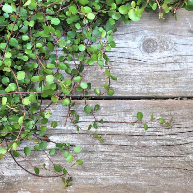 Amazon.co.jp: ワイヤープランツ 【20Potセット】 下草苗 : DIY・工具