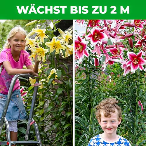 Blumenzwiebeln Mehrjährig Die 15 besten Produkte im Vergleich
