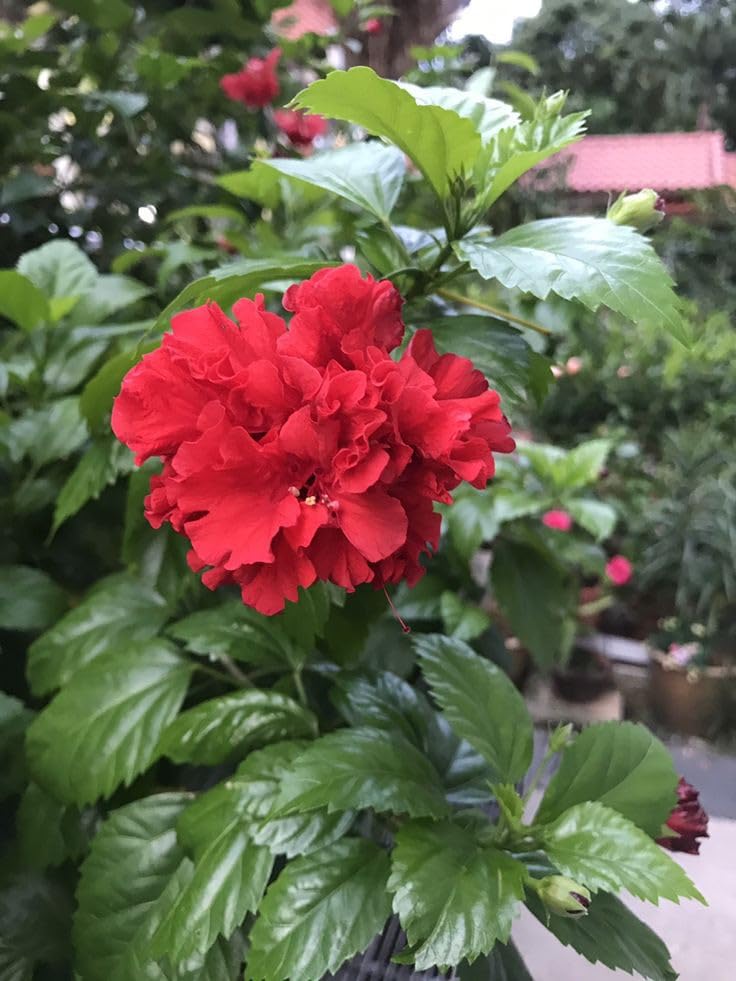 SVG® Hibiscus Imported Flower All Color Seeds, 20-30 seed (Red) (B0CZ973R7J) Amazon Price History, Amazon Price Tracker