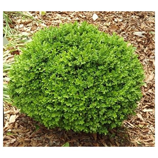 True Dwarf English Boxwood in 2 Gallon Pot