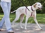 FAIRIWN En cuir véritable de chien laisse 6ft Long 5/8" large pour les grands grands chiens moyens petits Cuir Laisse Chien entraînement lourd brun avec boucle en laiton K9 Chiens marchant