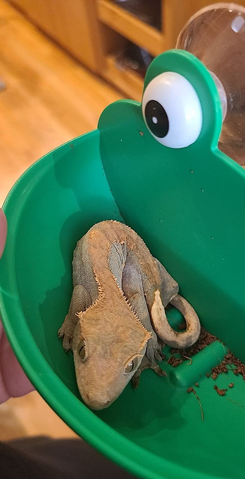 2 Stück Frosch Habitat Mit Saugnäpfen – Kleines Aquarium Für Frösche, Kaulquappen, Amphibien, 12,7x8,9x7,9 Cm