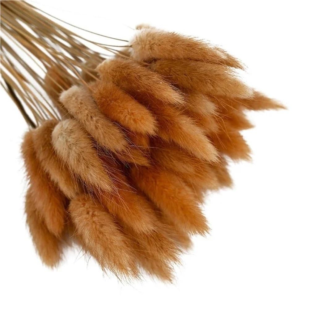 Artigianato con fiori pressati 50 pezzi Premium Bunny Tail Decor Plants, fiori secchi Coniglio c0da piante, immortale bouquet for festa