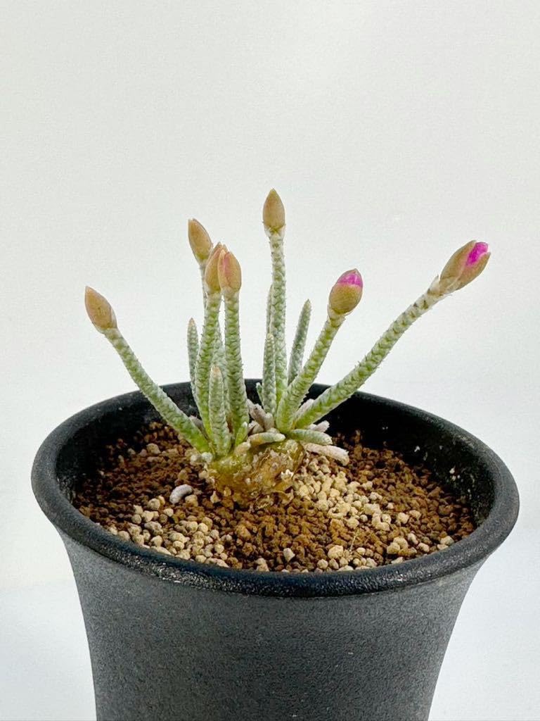 Amazon.co.jp: Avonia alstonii 南アフリカ ナミビア原産 アボニア