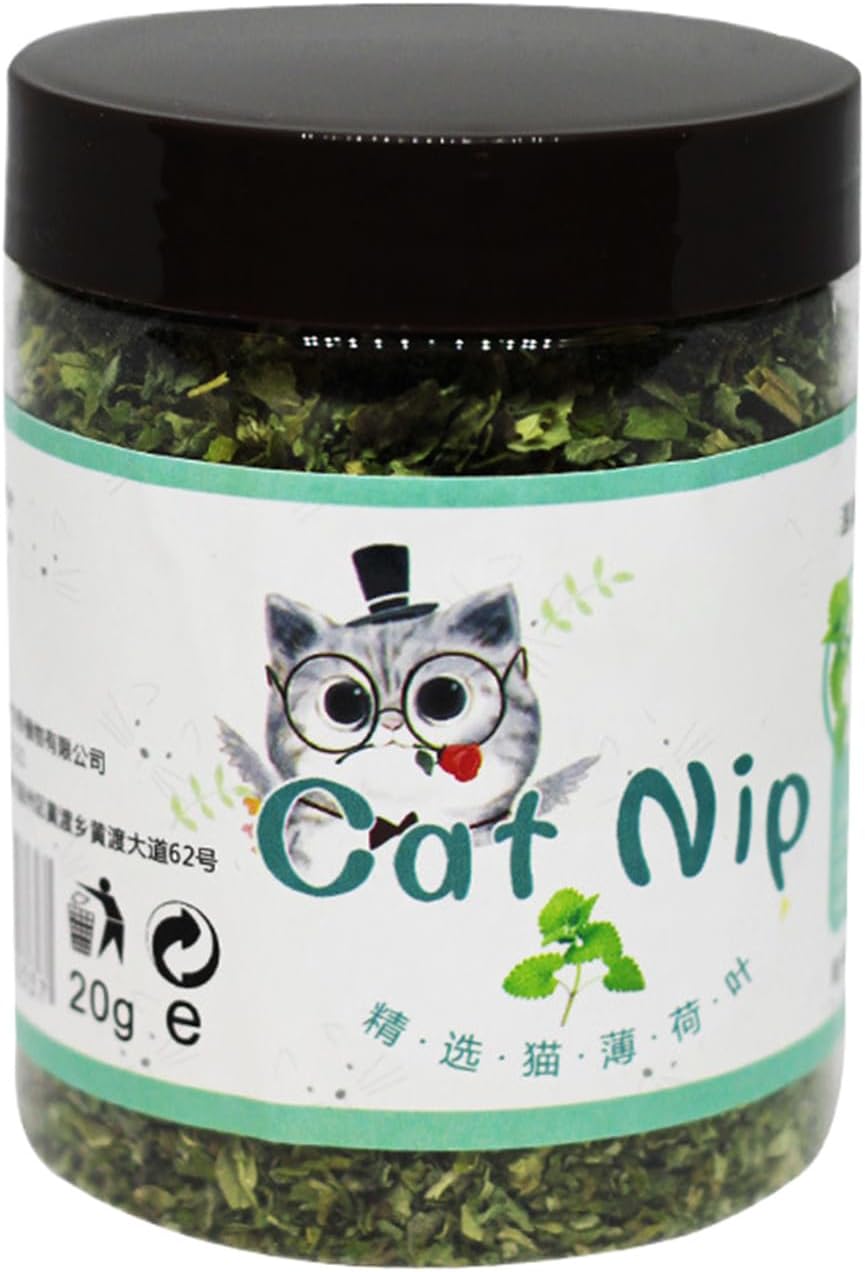 Catnip Plant, Fresh Catnip For Cats, Natural Attractant, Interactive Calming Treat, Indoor Kitten Enrichment & Play, Grow At Home, 4 Inches Pot, Green, 6.5x8.5cm, Easy To Grow, 1 Pack 10 61El2GLz uL. AC SL1500