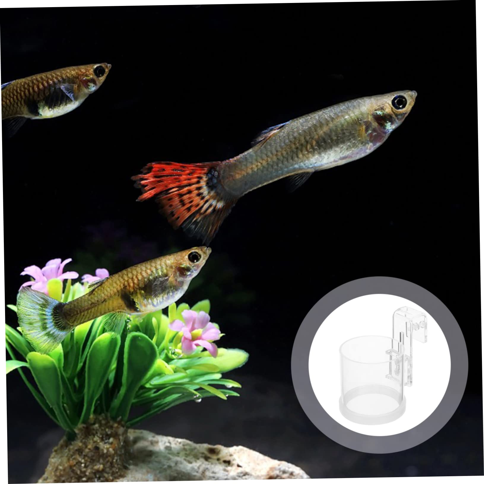 DOITOOL 4piezas Anillo Alimentación para Peces De Acuario Círculo Flotante De Acrílico para Alimentación De Peces para Comida De Plancton y Gestión De Acuarios