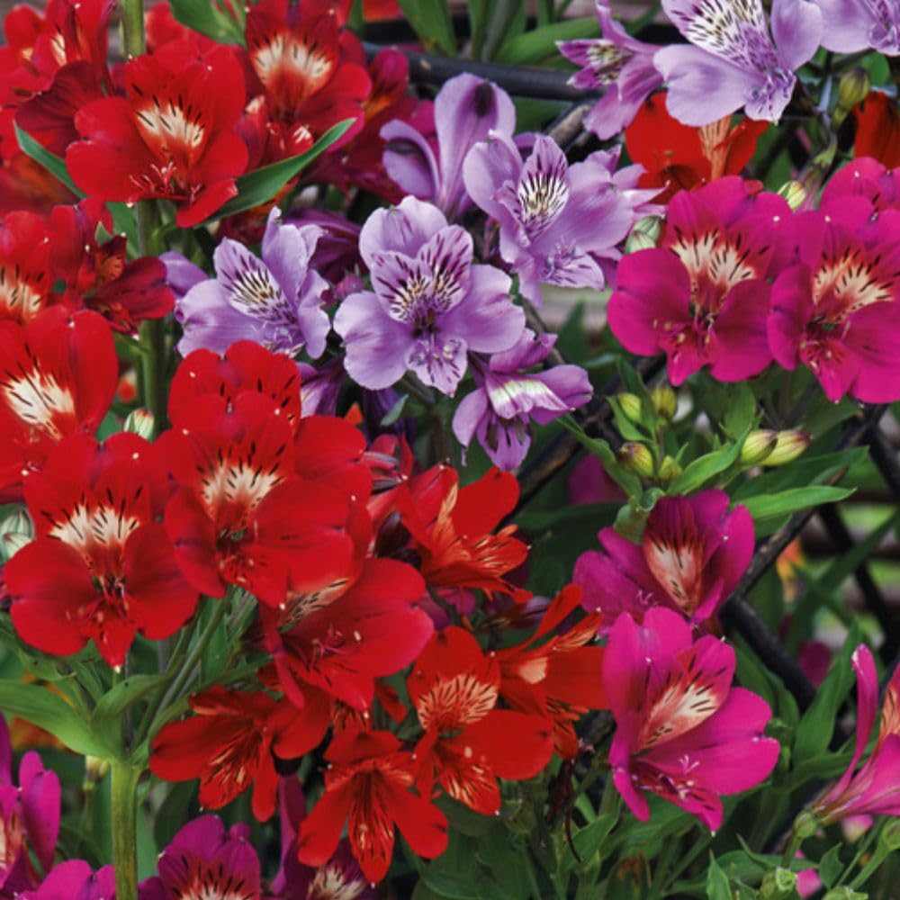 Alstroemeria 'Tree Everest Mix' 6 Garden Ready Plugs Peruvian Lily T&M