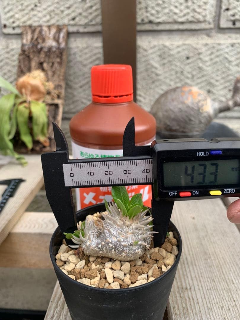Amazon｜パキポディウム 恵比寿笑い 実生｜観葉植物 オンライン通販