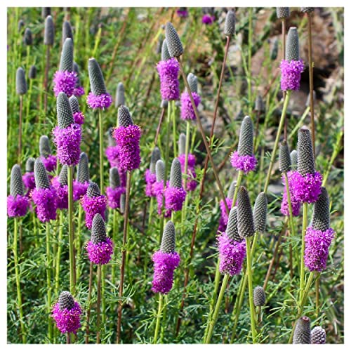 Everwilde Farms - 2000 Purple Prairie Clover Native Wildflower Seeds - Gold Vault Jumbo Seed Packet #TOP2
