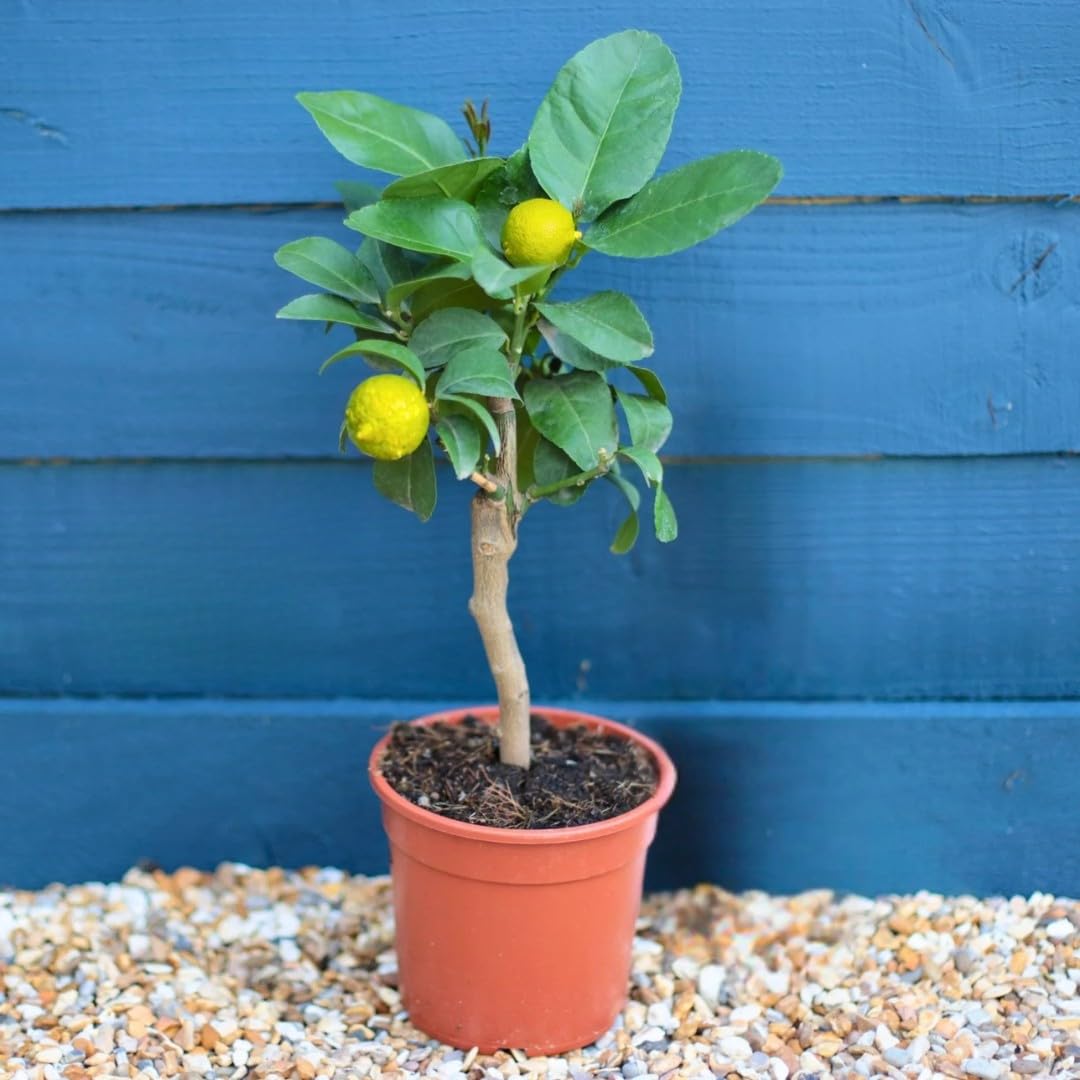 Roots Plants Grafted Patio Lemon Tree – 4 Seasons Citrus Plant, Live Everbearing Fruit Tree for Garden, Balcony & Indoor Conservatory, Year-Round Sweet Blossom & Juicy Lemons