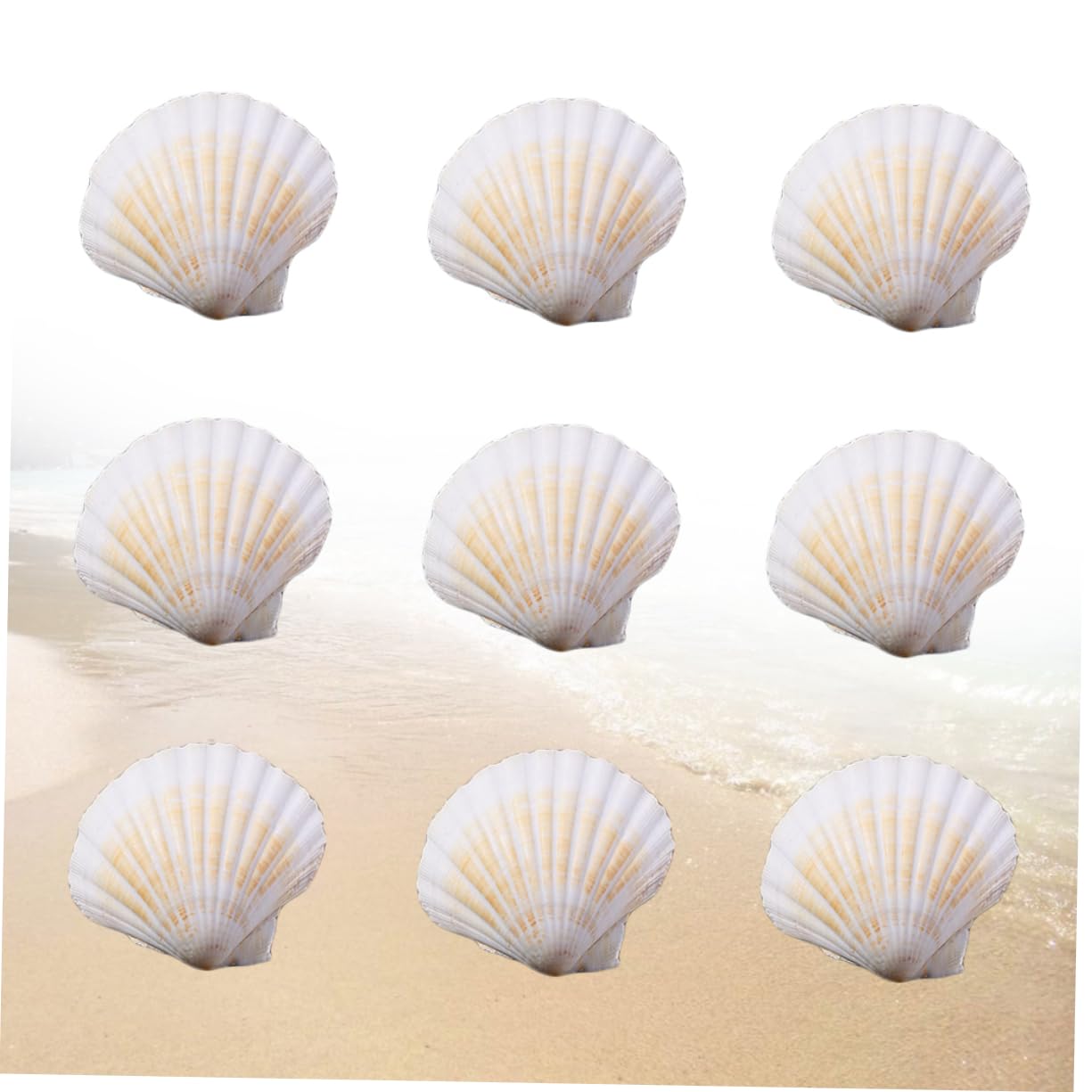 BESPORTBLE 10pc Beach Seashells Natural Seashells for Crafts Ocean Decor Ornaments DIY Craft Charms Random Color