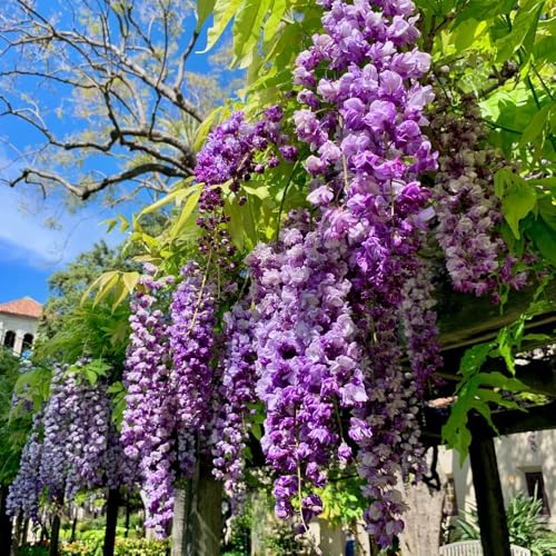 semi resistenti di glicine - esterni giardino perenni 55pcs