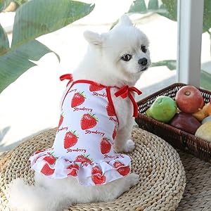 Harkaji Pet Clothes,Lovely Summer Fruit Dog T-Shirt Puppy Clothes Dog Skirt Dress Cats Clothes for Small Dogs Cats Puppy (S, Strawberry Skirt) Harkaji Pet ClothesLovely Summer Fruit Dog T Shirt Puppy Clothes Dog Skirt Dress Cats Clothes for Small Dogs Cats Puppy S Strawberry Skirt