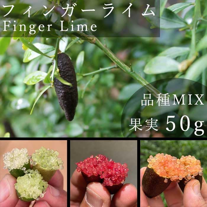 Amazon.co.jp: フィンガーライム 果実販売 おまかせ 品種MIX 50g 柑橘
