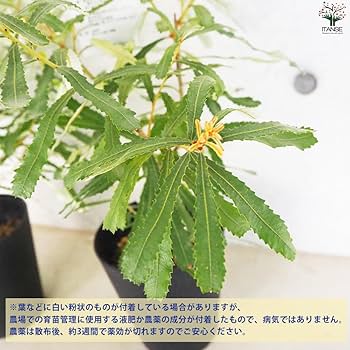 幹太！美樹形！　バンクシア プリオノテス 5号 幹太！美樹形！ バンクシア プリオノテス 5号 - メルカリ