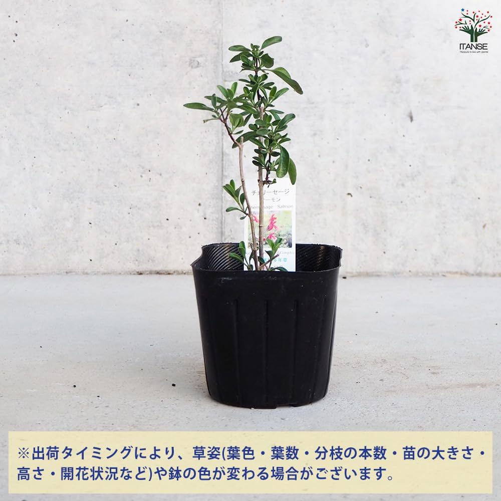 Amazon.co.jp: ITANSE チェリーセージ サーモン 3号 3個セット