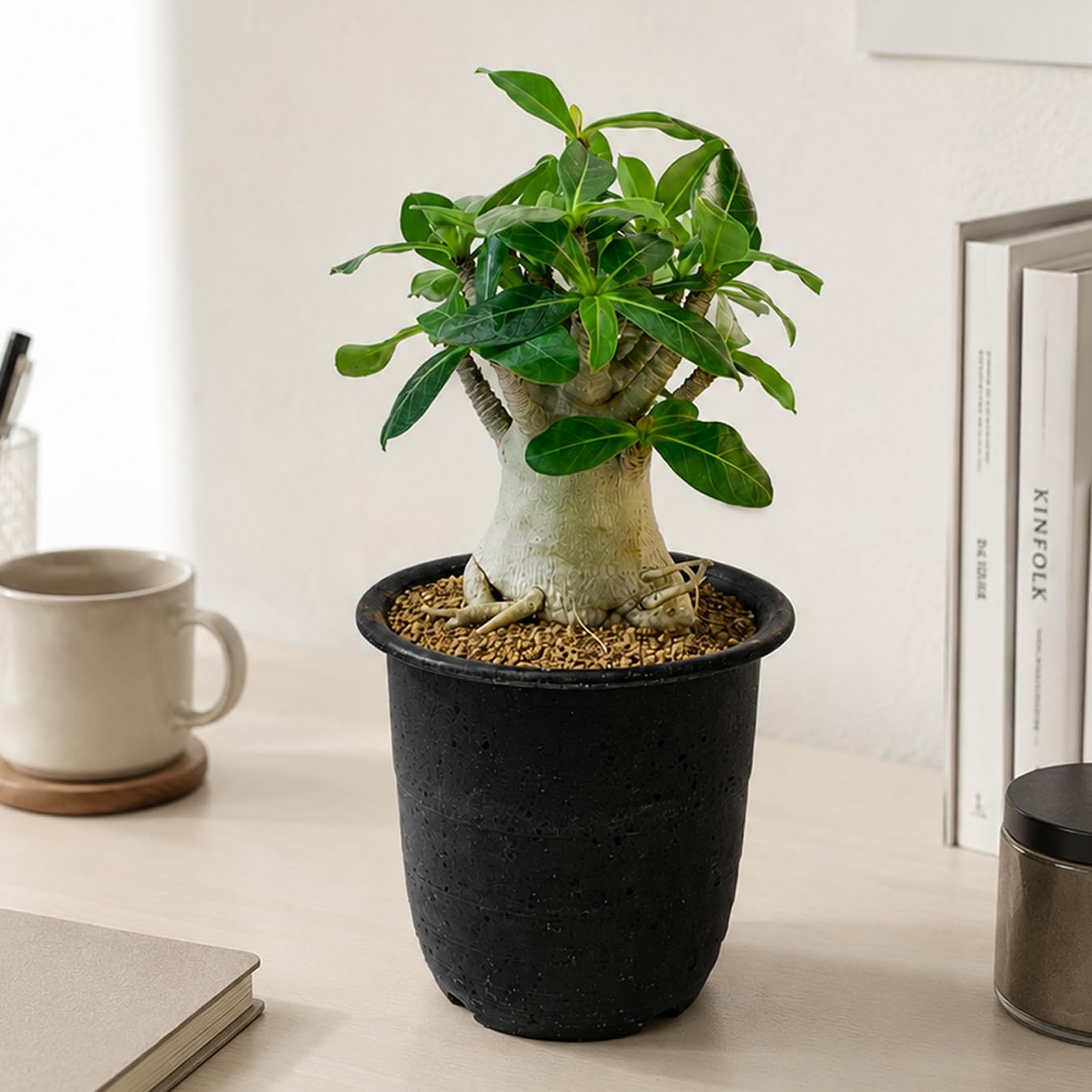 Amazon｜アデニウム アラビカム 4号 砂漠のバラ 塊根植物 コーデックス