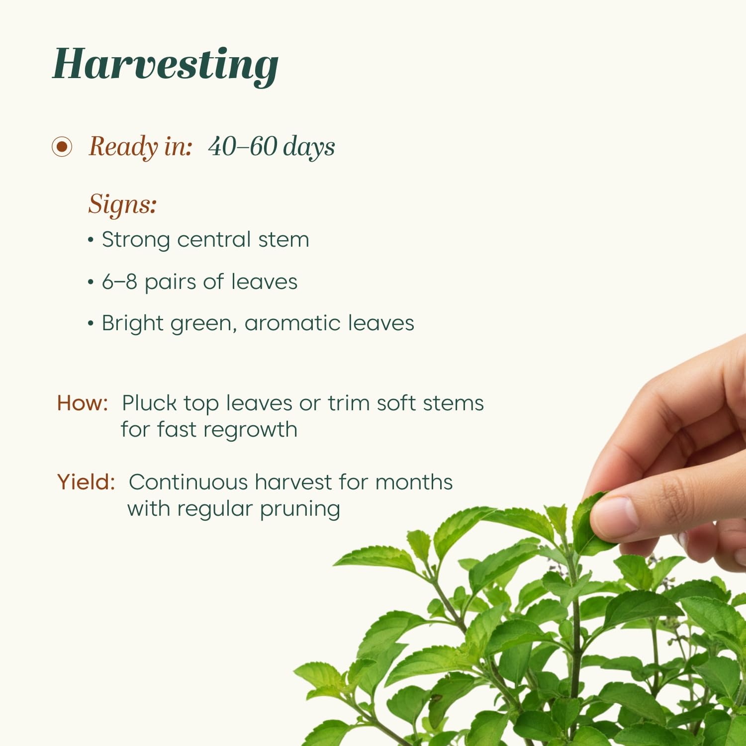 Kyari Tulsi Seeds - Holy Basil Herb Seeds -4