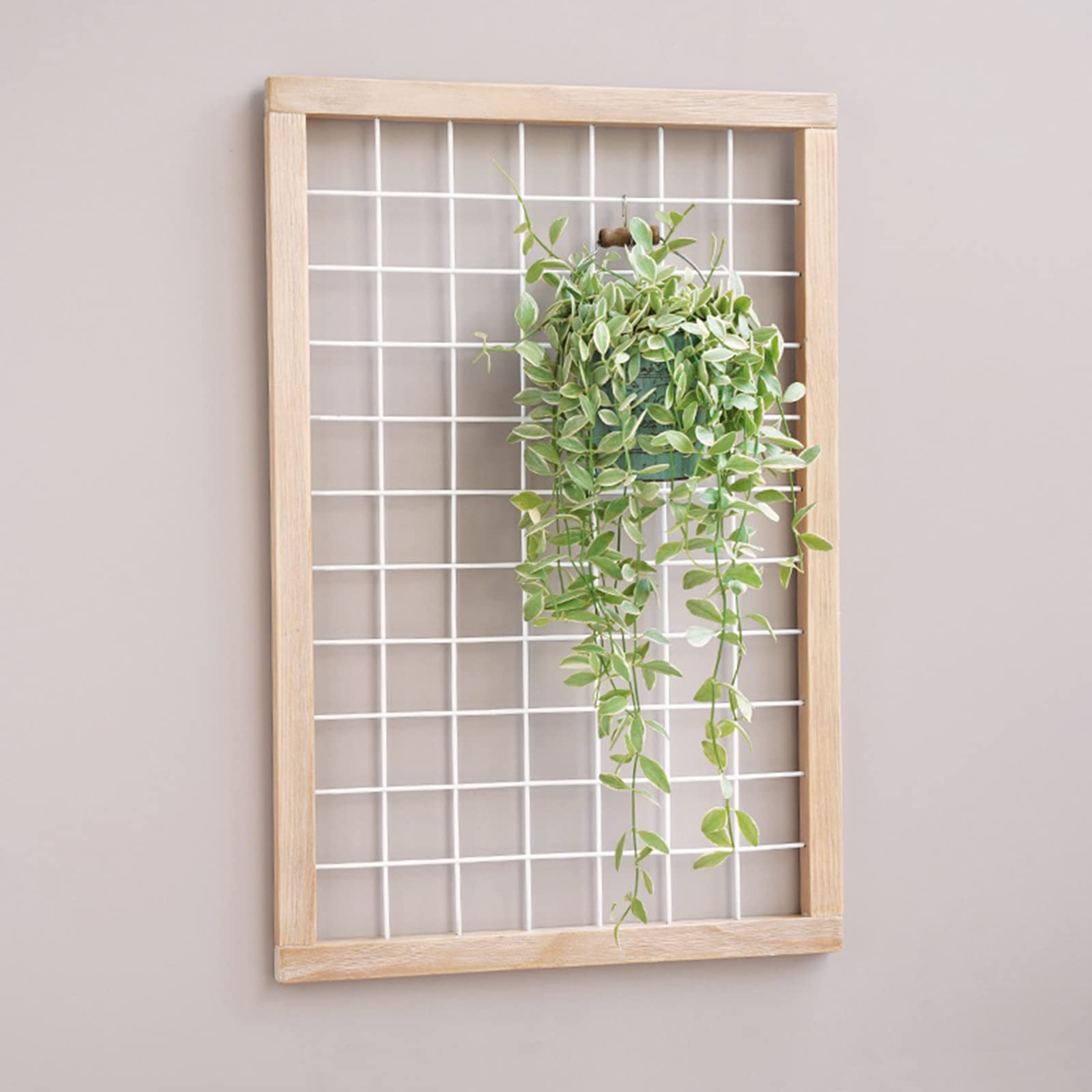 Amazon.co.jp: エアプランツフレームホルダー エアティランジア