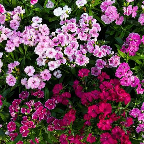 Dianthus Telstar Mix ~25 Seeds – Non-GMO Pelleted Flower Seeds – 105–112 Days – Annual or Biennial – Bright Pink & White Blooms – for Baskets, Borders, Rock Gardens – Dianthus chinensis x barbatus