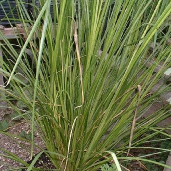 See full amazon price history chart for Mphmi NCR Perennial Live Plants Khus, Vetiver - Plant Mphmi NCR Perennial Live Plants Khus, Vetiver - Plant (B0CFG66FWC) Amazon Price History, Amazon Price Tracker