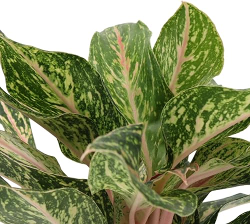Miniatura 4 de American Plant Exchange Aglaonema Sparkling Sarah - Maceta de 6 pulgadas - Planta de hoja perenne china purificadora de aire vivo, follaje