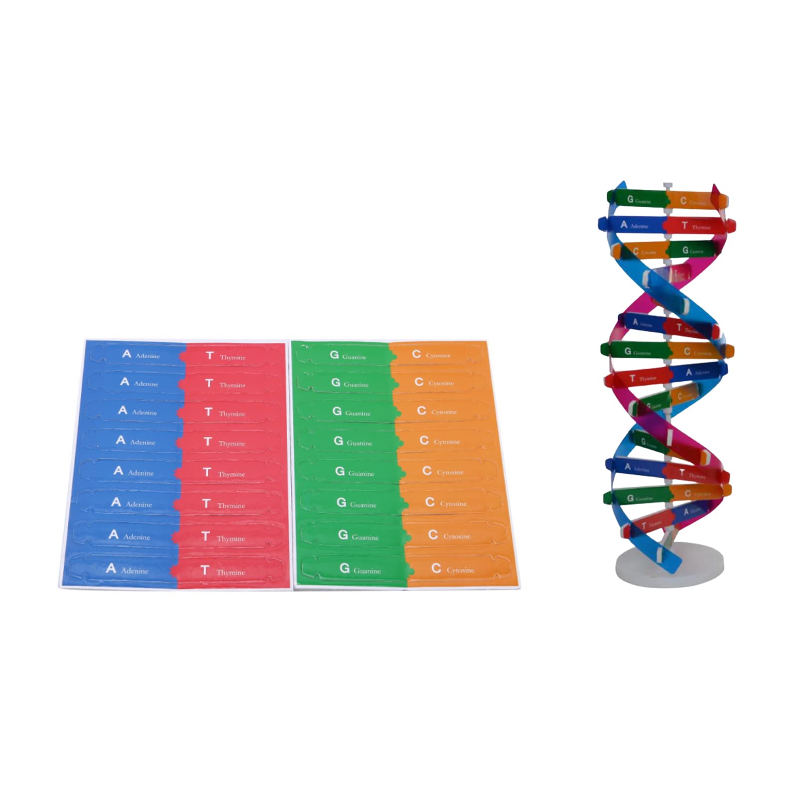 DHinkyoung DNA Model Double Helix Model Component Human Genes DNA Molecular Model Kit Creative Double Spiral Assemble Model for Science Educational Teaching Instrument for Teacher or Student 14+ Years