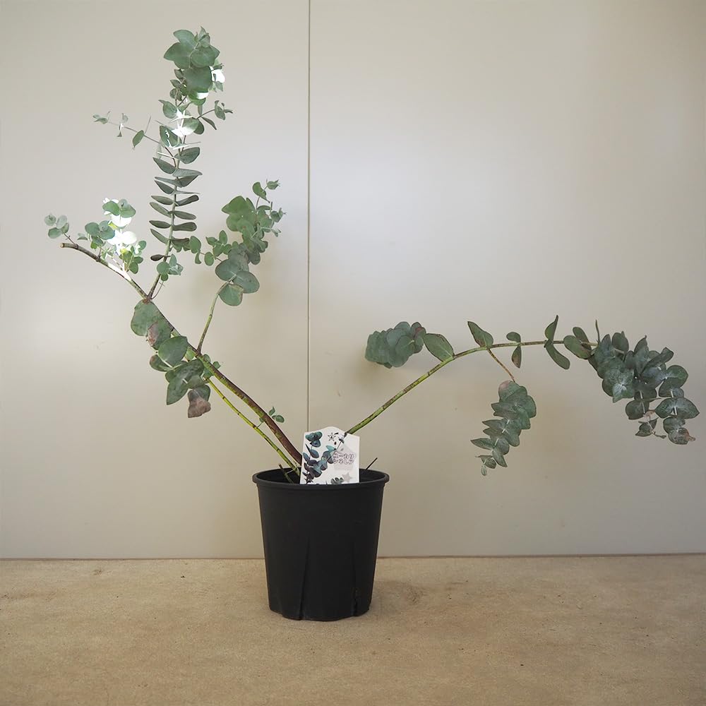 ユーカリ科さま専用 61U2Y-zYQYL._UF350,350_QL50_.jpg