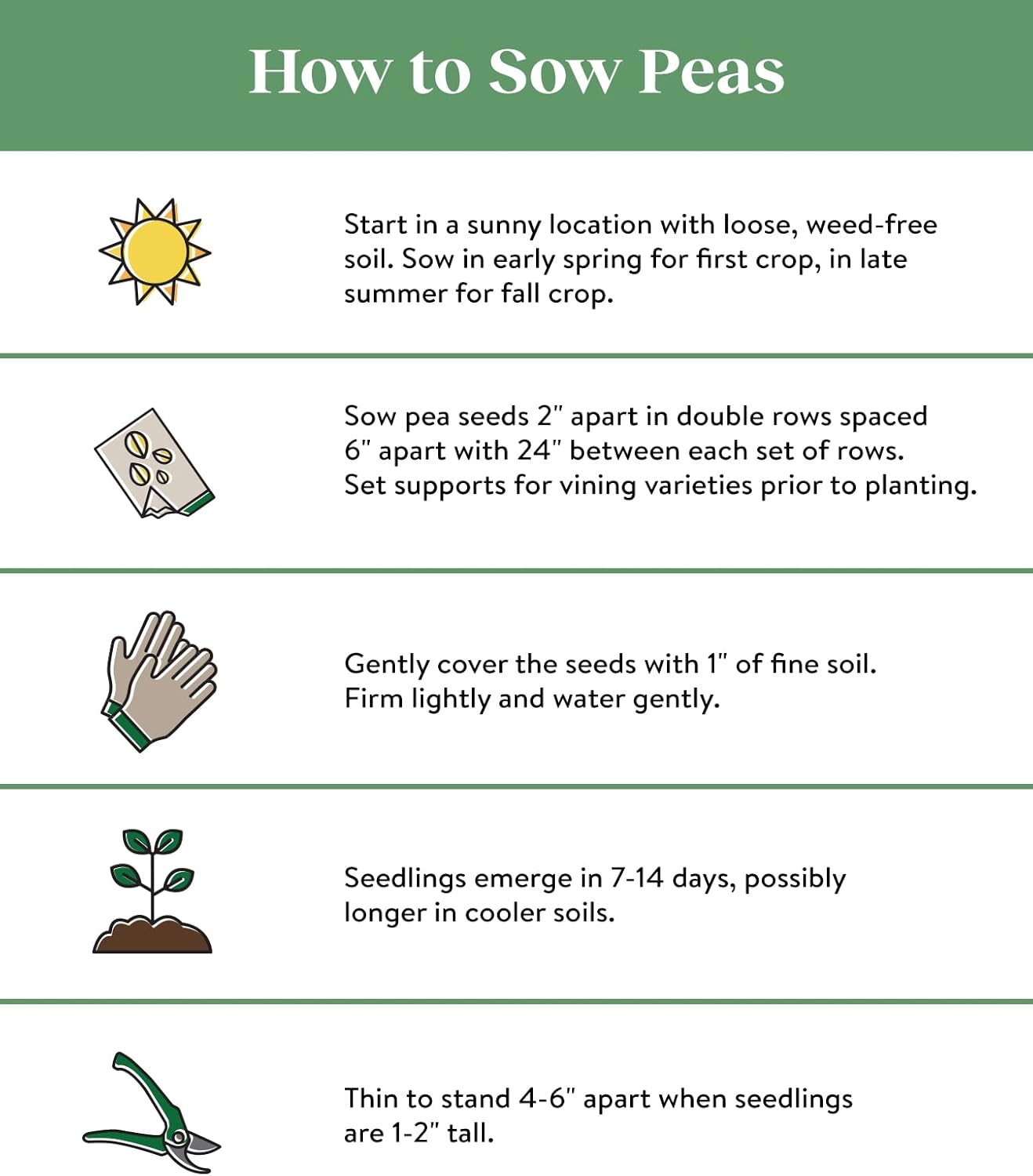 Burpee Sugar Snap Pea Seeds 300 seeds