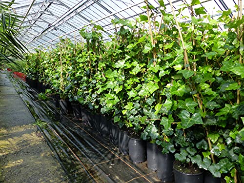 gruenwaren jakubik 20 Stück Efeu Hedera helix 85-105 cm Heckenpflanze winterhart Kletterpflanze Hecke Sichtschutz blickdicht