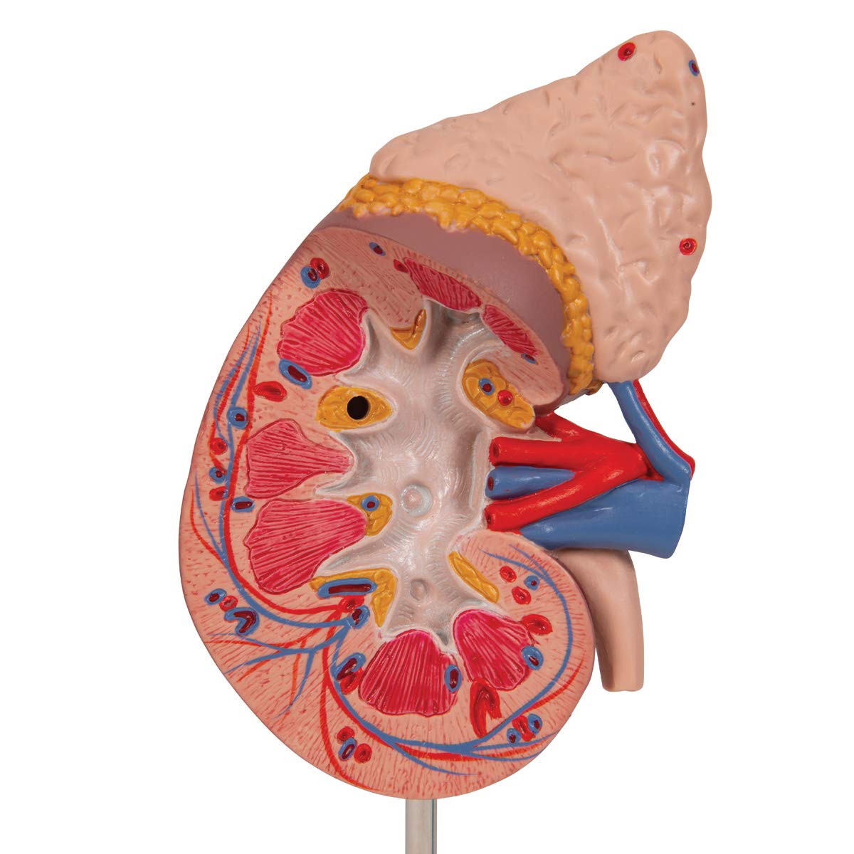 3B Scientific Menschliche Anatomie - Nierenmodell mit Nebenniere + kostenlose Anatomie App - 3B Smart Anatomy, K12