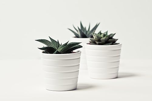 Miniatura 7 de ragnaroc Plantas suculentas vivas  Echeveria Agaviodes Ebony, enraizadas en maceta de 4 pulgadas  1 unidad  Llegada viva garantizada  Plantas de