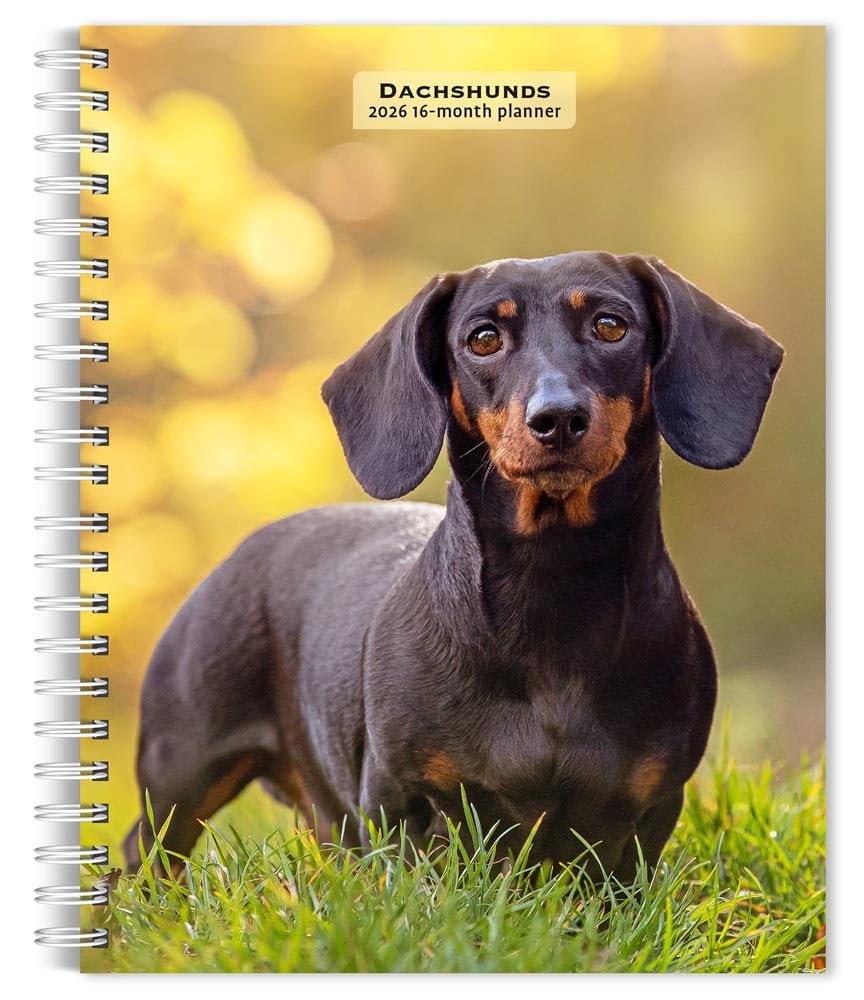 Dachshunds | 2026 6 x 7.75 Inch Spiral-Bound Wire-O...