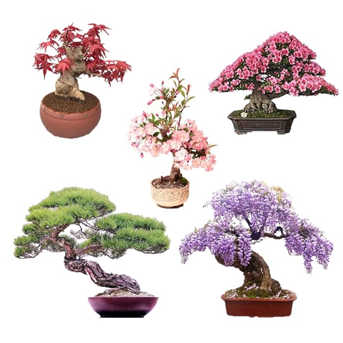 Buy Bonsai Tree Seeds 5 Types, Wisteria Seeds, Black Pine Seeds, Sakura