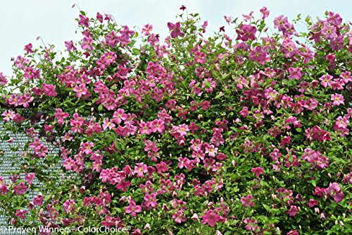 Pink Mink (Clematis) Live Shrub, Pink Flowers, 4.5 in. Quart