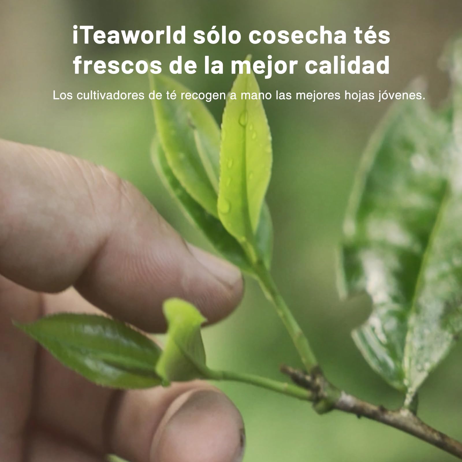 iTeaworld Loose Leaf Chinese Tea Sampler, 8 sabores de té Oolong suelto y té negro con cafeína media, té de alta montaña, sin azúcar, saludable, 56g