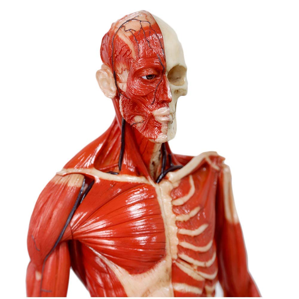 Human Anatomy for Artists　人間の解剖学 アーティストのための人体解剖学ビジュアルリファレンス