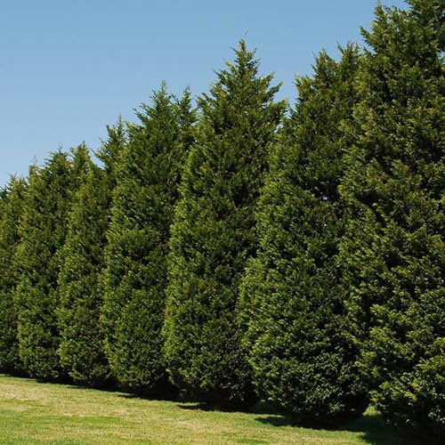 Tree Tots Nursery - Leyland Cypress Evergreen Privacy Trees (1-2 feet Tall) - No Shipping West of Colorado