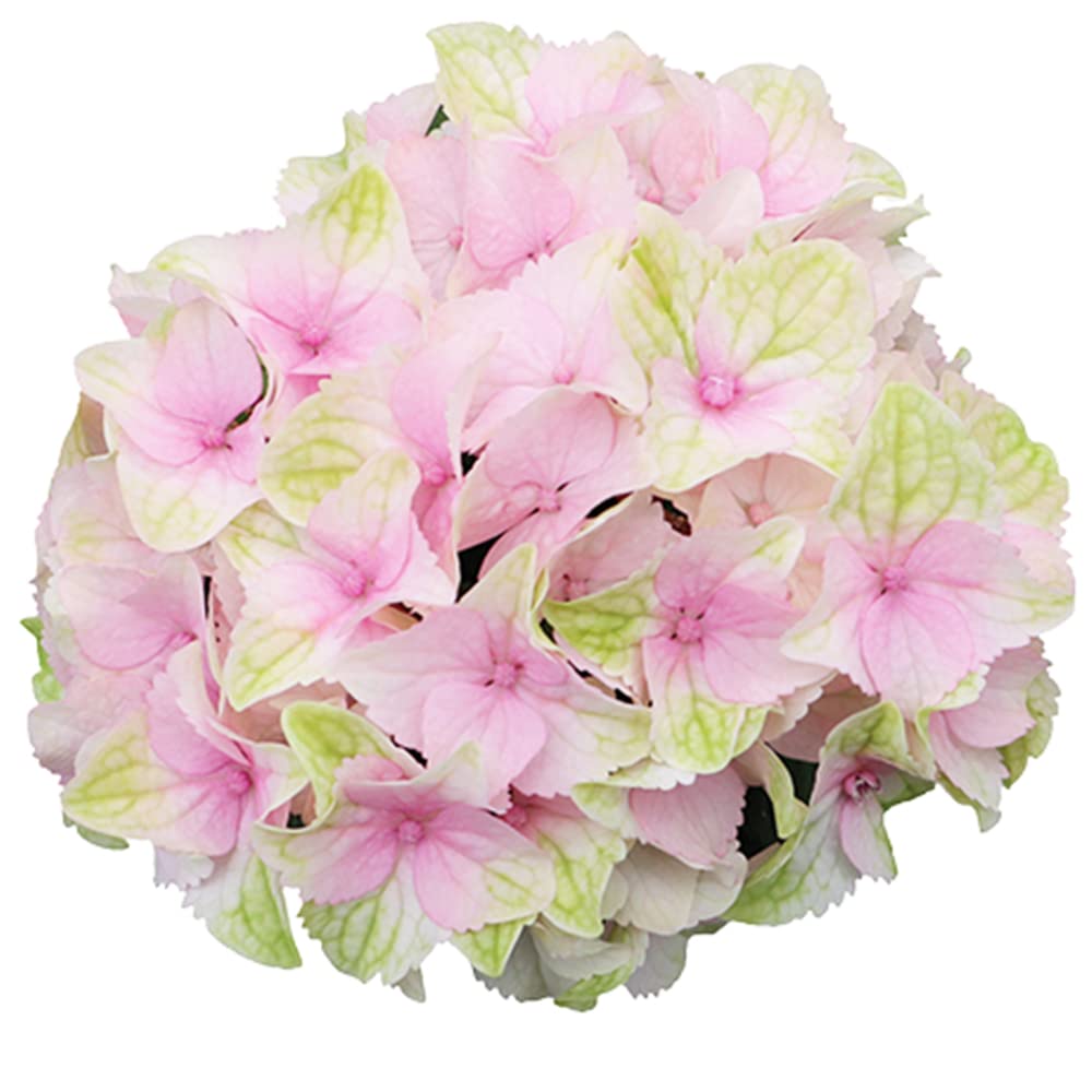 Amazon.co.jp: ITANSE Hydrangea Lemon Kiss, No. 3.5 Pot, Flower