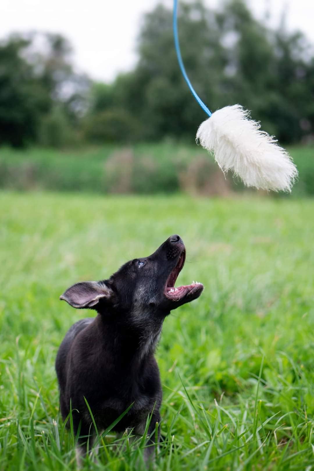 Dingo Hundespielzeug aus Lammfell mit Griff, Blau | Echtes Lammfell, Apportieren, Zerrspielzeug, Training, Griff 15583