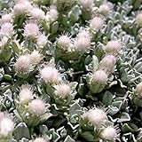 500 Antennaria Seeds - White - PUSSYTOES, Cats Paws,perennial ground cover plant