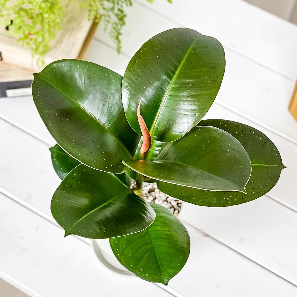 Amazon.co.jp: PLANCHU 観葉植物 フィカス ソフィア 4号鉢 受け皿付き