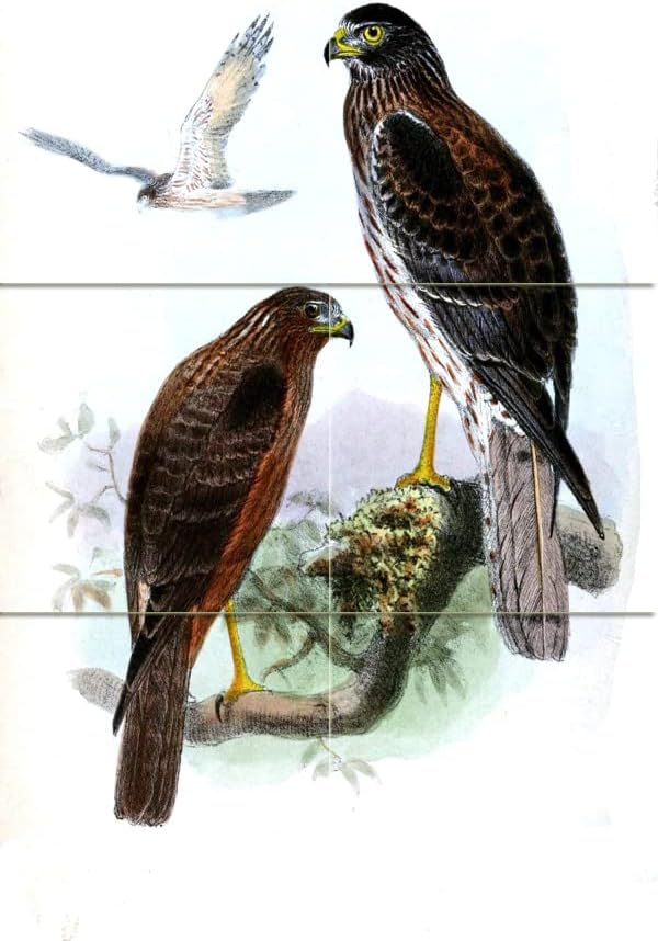 Tile Mural Swamp Harrier Bird by Joseph Wolf Kitchen Bathroom Shower Wall Backsplash Splashback 2x3 4.25" Ceramic, Glossy