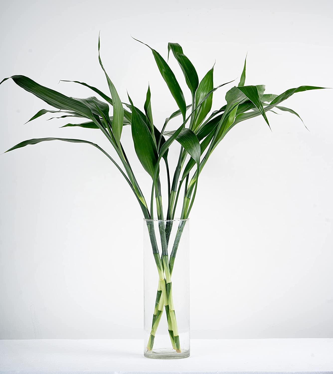 Unnati 9 Group Unnati9Group Lucky Bamboo Straight Sticks 60 Cm Live Plant Pack Of 5 (B0BJVDX3WK) Amazon Price History, Amazon Price Tracker