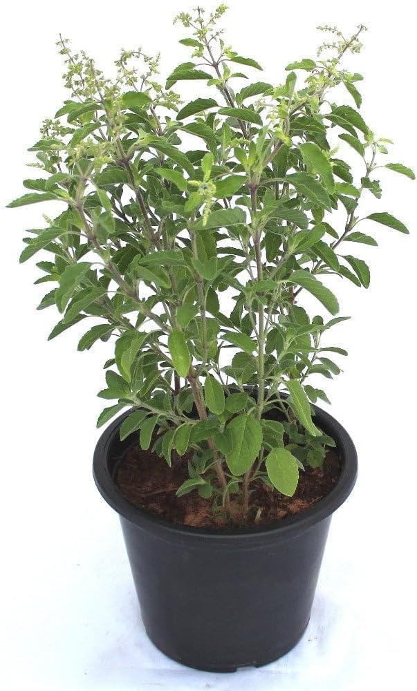 PurelyPlants Live Real Live Ayurvedic Herbal Rama Green Tulsi Live Plant Hari Tulsi Plant With Pot
